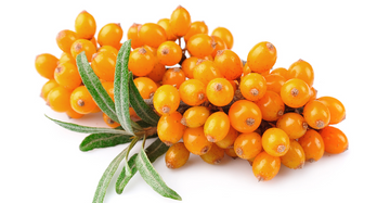 Aceite de espino amarillo propiedades, para qué sirve